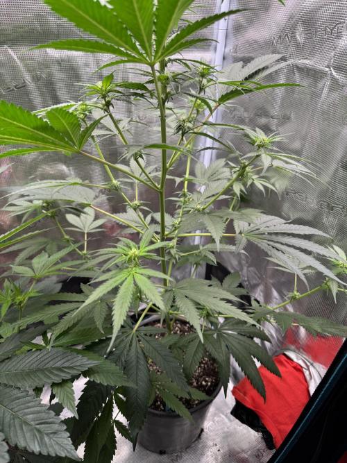 1st clone run 👯‍♀️✂️. Week 1