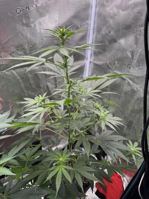 1st clone run 👯‍♀️✂️. Week 1