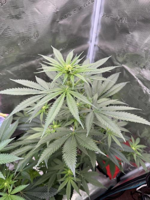 1st clone run 👯‍♀️✂️. Week 1