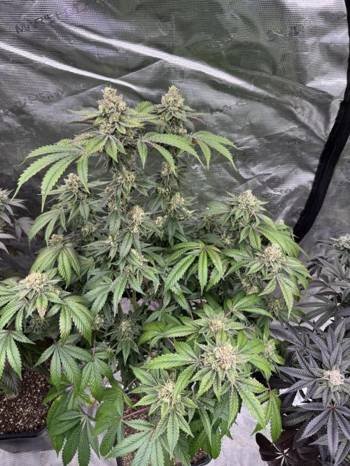 Acai x Black Cherry Funk. Week 15