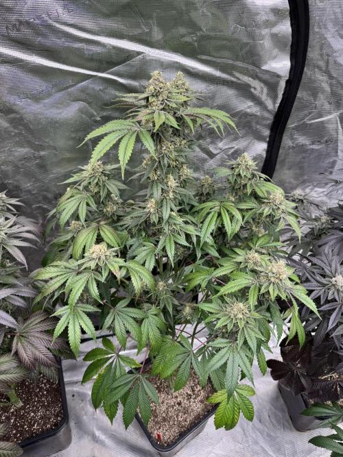 Acai x Black Cherry Funk. Week 15