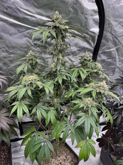 Acai x Black Cherry Funk. Week 15