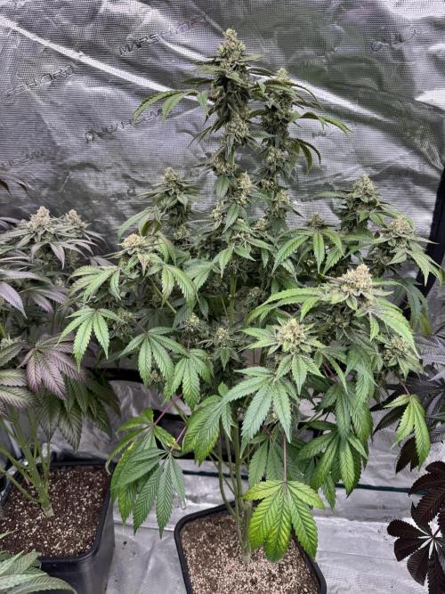 Acai x Black Cherry Funk. Week 15