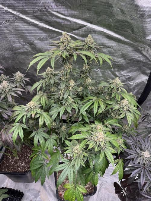 Acai x Black Cherry Funk. Week 15