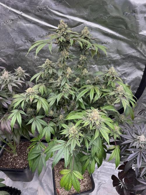 Black Cherry Gushers. Week 15