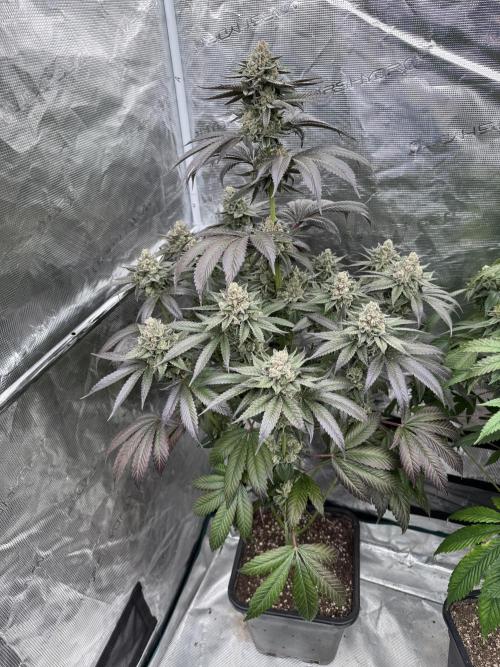 Gas Station ⛽️. Week 15