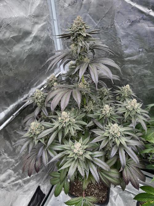 Gas Station ⛽️. Week 15