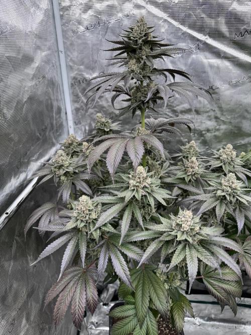 Gas Station ⛽️. Week 15