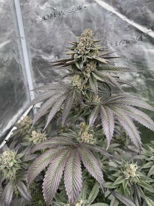 Gas Station ⛽️. Week 15
