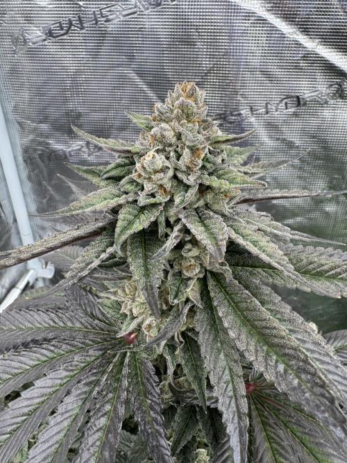 Gas Station ⛽️. Week 15
