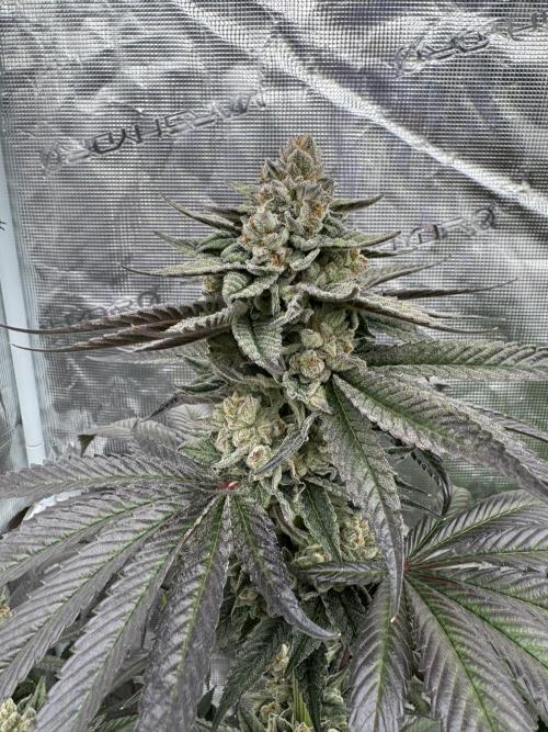 Gas Station ⛽️. Week 15