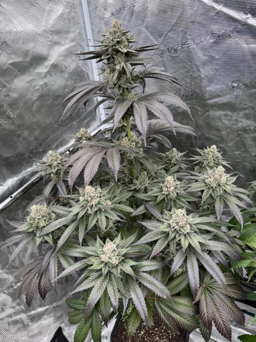 Gas Station ⛽️. Week 15