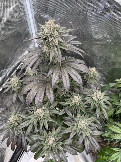 Gas Station ⛽️. Week 15
