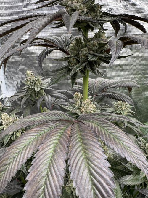 Gas Station ⛽️. Week 15