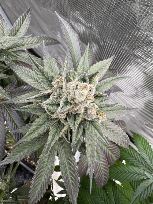 Sour Diesel x Zoda. Week 15