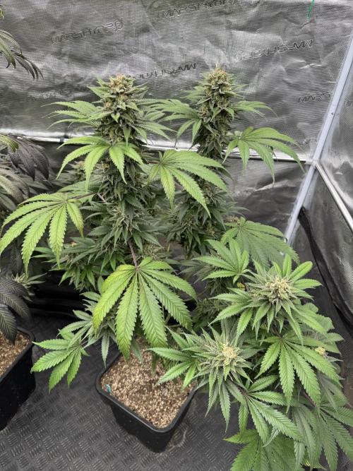 Old School 😶‍🌫️. Week 15