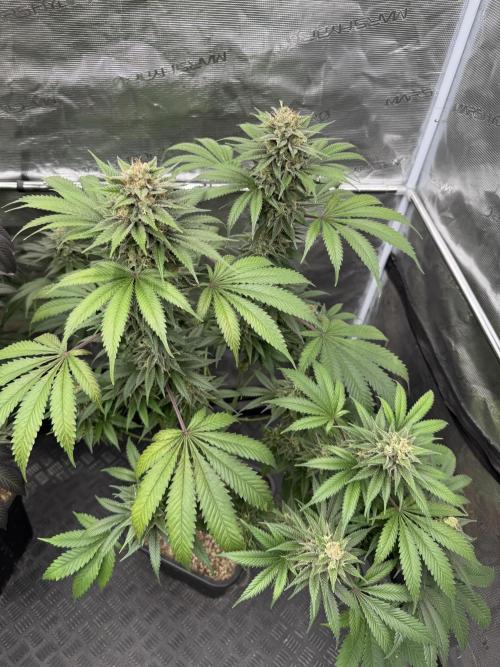 Old School 😶‍🌫️. Week 15