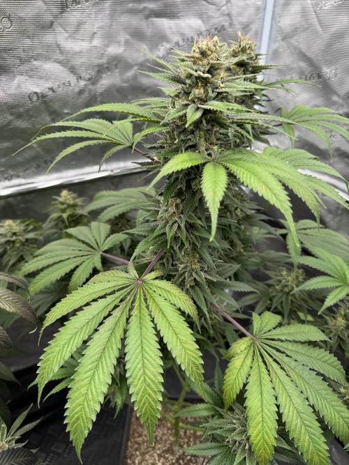 Old School 😶‍🌫️. Week 15