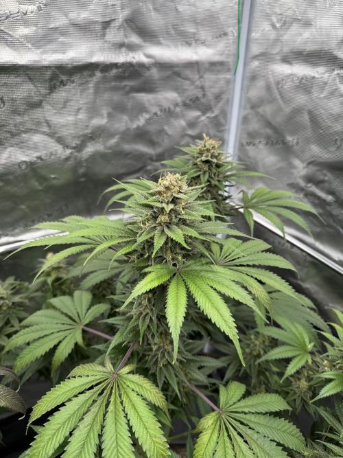 Old School 😶‍🌫️. Week 15
