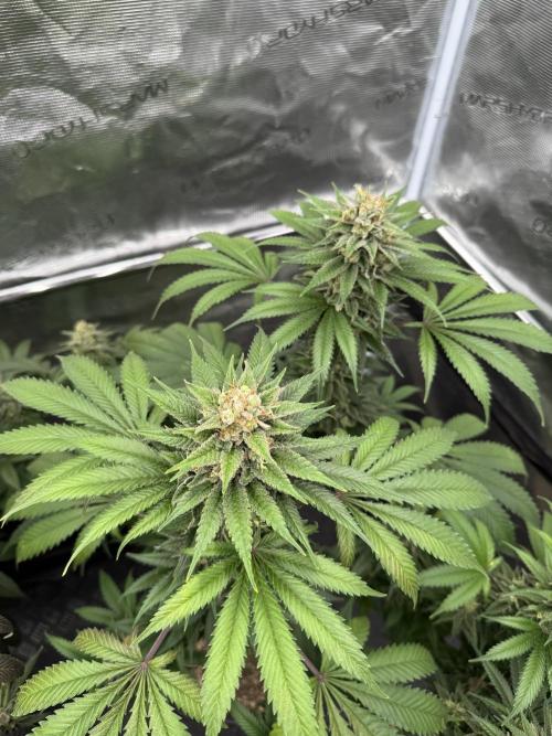 Old School 😶‍🌫️. Week 15
