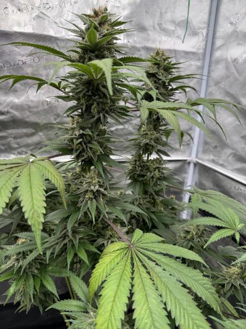 Old School 😶‍🌫️. Week 15