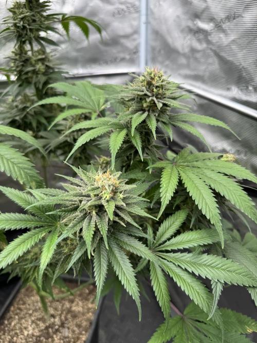 Old School 😶‍🌫️. Week 15
