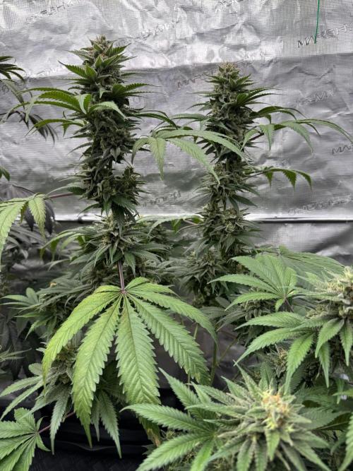 Old School 😶‍🌫️. Week 15
