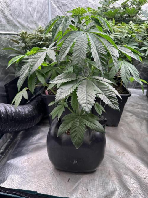 Roy’s Café. Week 6