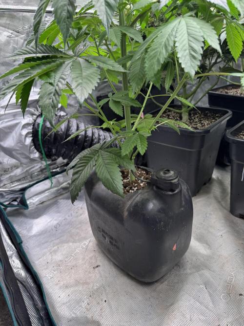 Roy’s Café. Week 6
