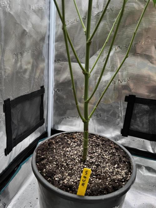 1st clone run 👯‍♀️✂️. Week 2