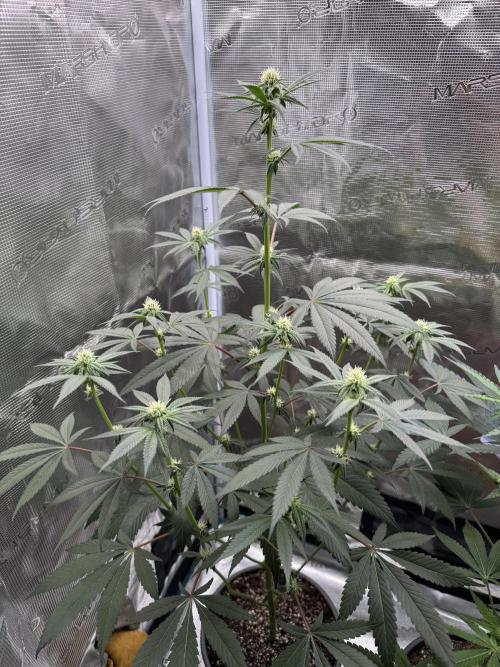 1st clone run 👯‍♀️✂️. Week 2