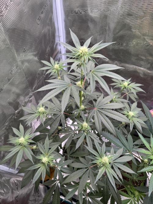 1st clone run 👯‍♀️✂️. Week 2