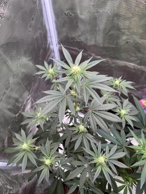 1st clone run 👯‍♀️✂️. Week 2