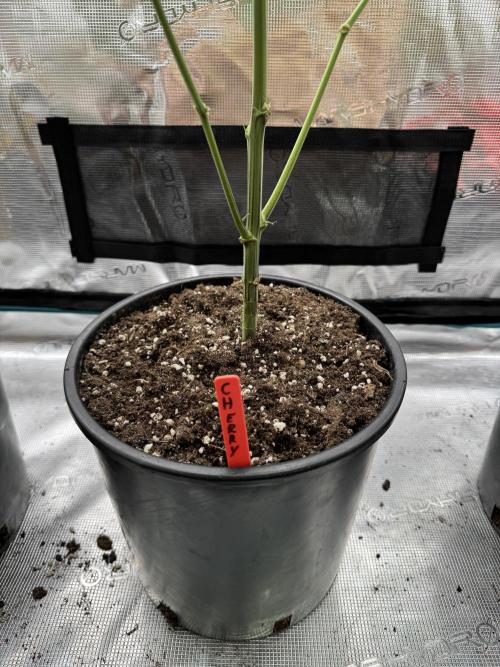 1st clone run 👯‍♀️✂️. Week 2