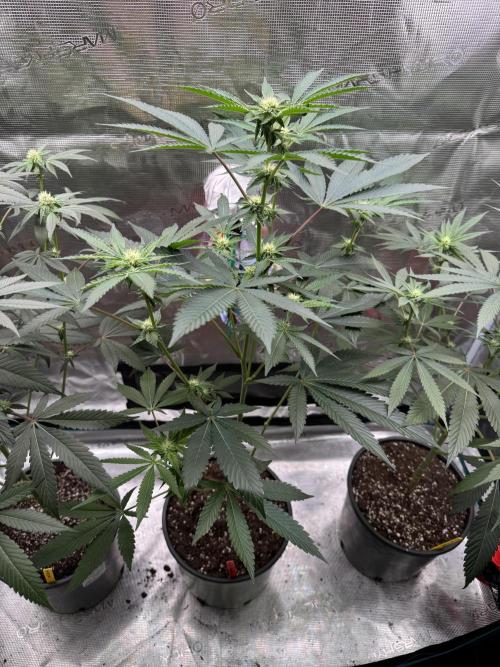 1st clone run 👯‍♀️✂️. Week 2