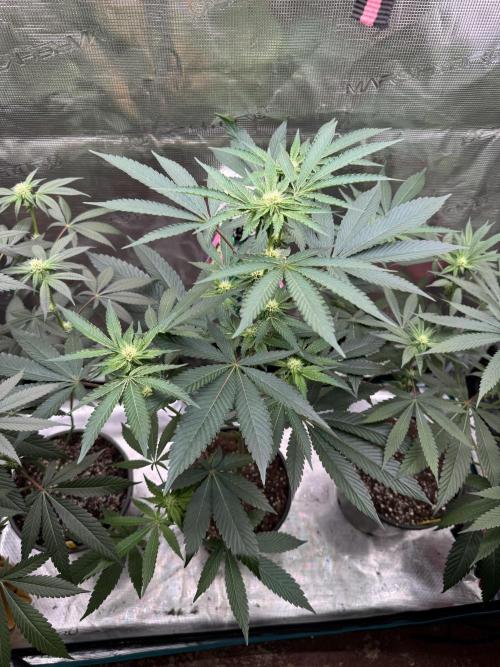 1st clone run 👯‍♀️✂️. Week 2