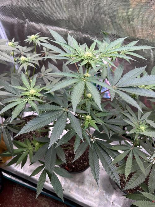 1st clone run 👯‍♀️✂️. Week 2