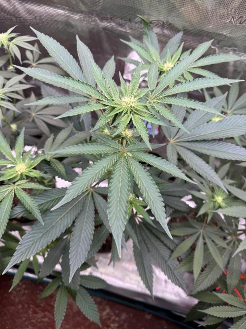 1st clone run 👯‍♀️✂️. Week 2