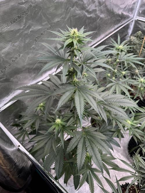1st clone run 👯‍♀️✂️. Week 2