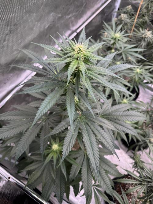 1st clone run 👯‍♀️✂️. Week 2