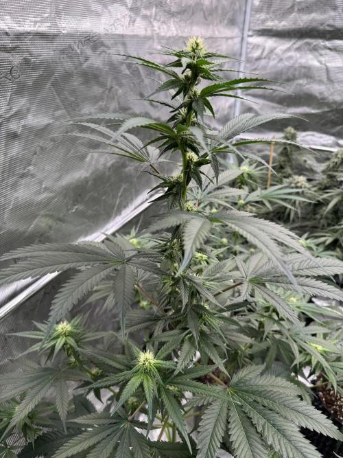 1st clone run 👯‍♀️✂️. Week 2
