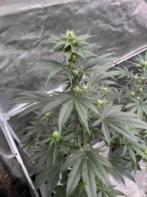 1st clone run 👯‍♀️✂️. Week 2