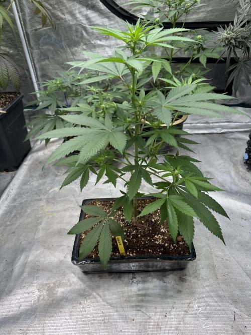 直幹 Chokkan 🌲. Week 1