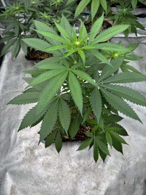 直幹 Chokkan 🌲. Week 1