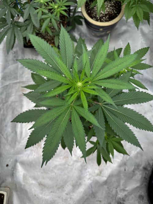 直幹 Chokkan 🌲. Week 1