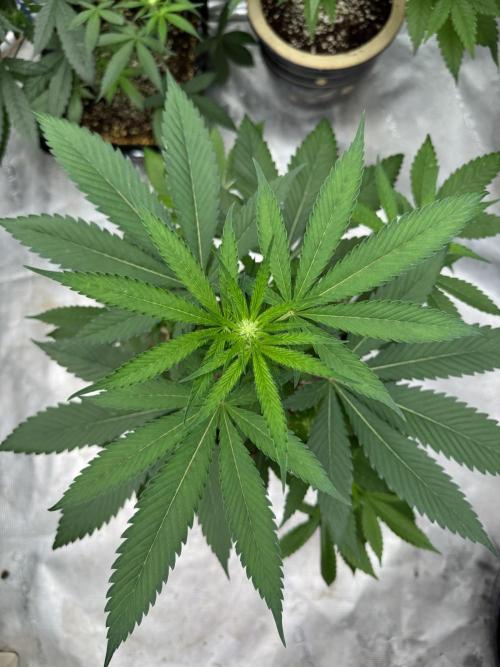 直幹 Chokkan 🌲. Week 1
