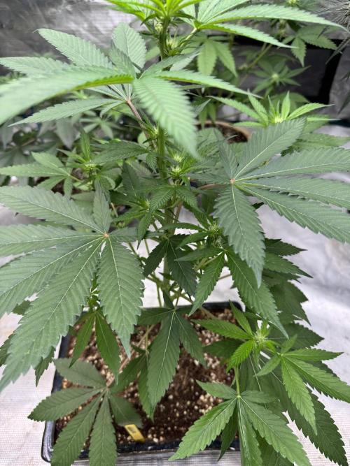 直幹 Chokkan 🌲. Week 1