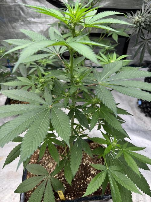 直幹 Chokkan 🌲. Week 1
