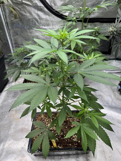 直幹 Chokkan 🌲. Week 1