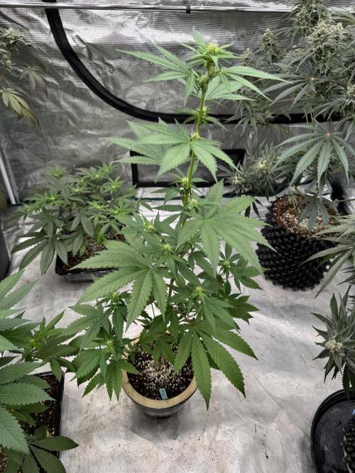 Hazy Bonsaï. Week 1